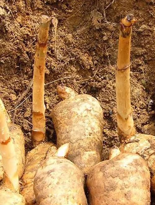 中草药种植哪些品种效益好？-图2