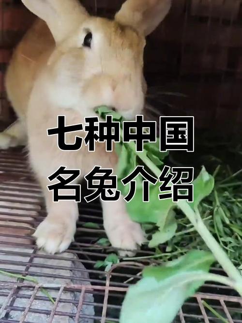 中国有哪些常见兔子品种？-图1