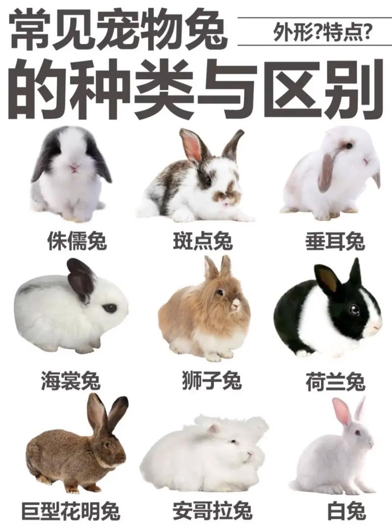 中国有哪些常见兔子品种？-图2