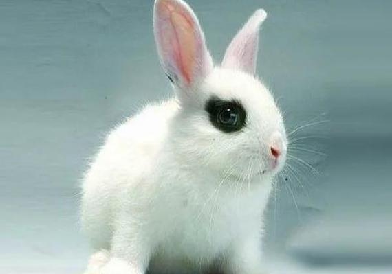 中国有哪些常见兔子品种？-图3