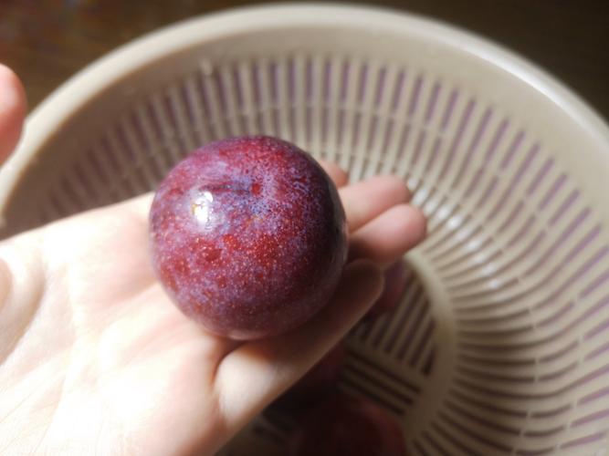 最具发展前李子的品种-图1