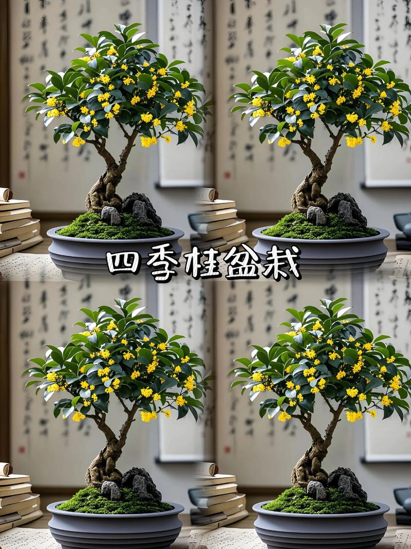 盆栽桂花树如何栽培？-图1