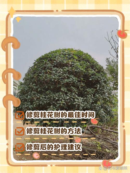 盆栽桂花树如何栽培？-图3