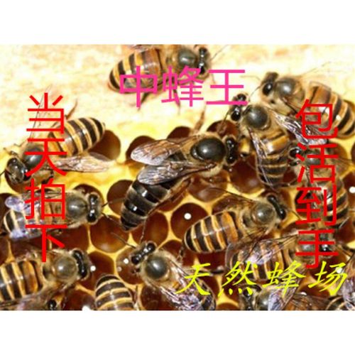 我国高产中蜂蜂王品种有哪些？-图1