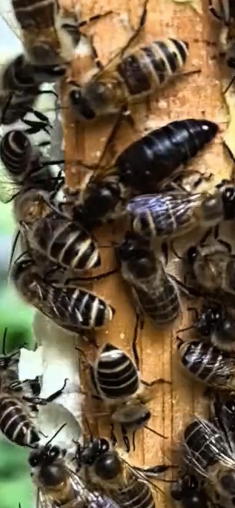 我国高产中蜂蜂王品种有哪些？-图3