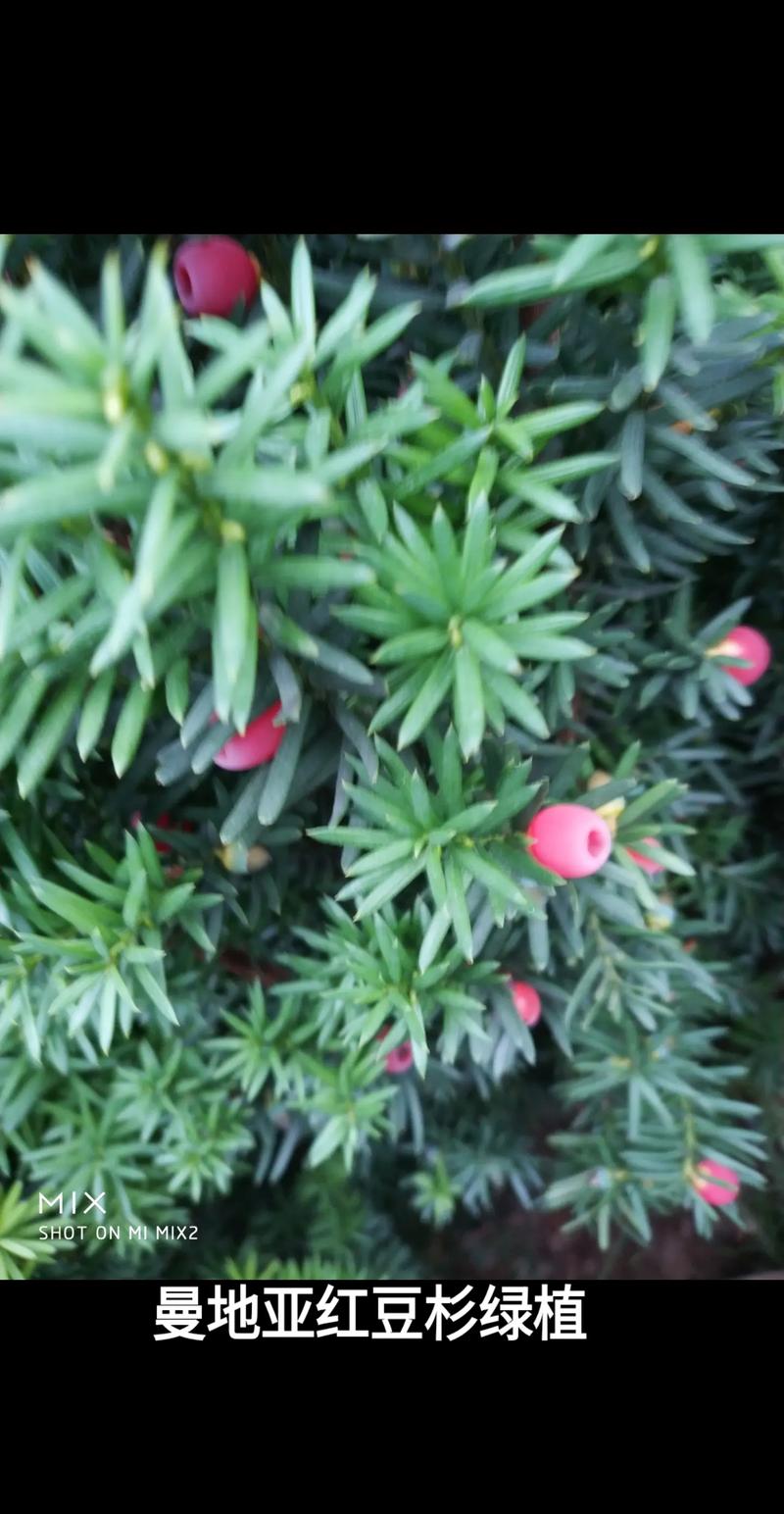 曼地亚红豆杉有哪些品种？-图2