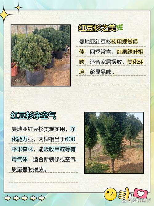 曼地亚红豆杉有哪些品种？-图1