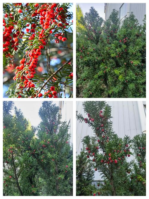 曼地亚红豆杉有哪些品种？-图3