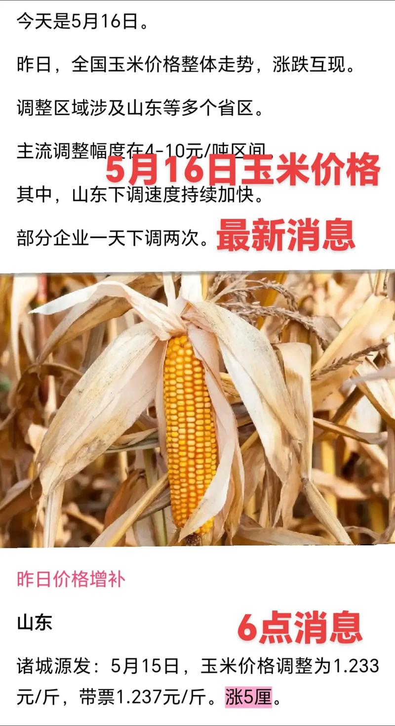 乌鲁木齐玉米最新价格多少？-图3