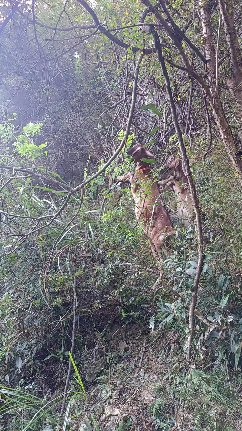 萨能黑山羊养殖技术有哪些要点？-图1