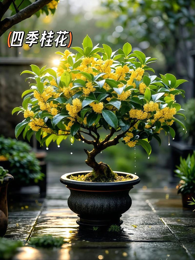 家里种桂花选什么品种好？-图1