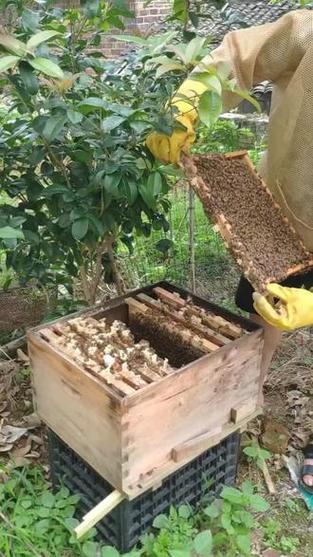 中蜂活框过箱技术视频怎么做？-图1