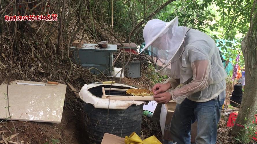 中蜂活框过箱技术视频怎么做？-图2