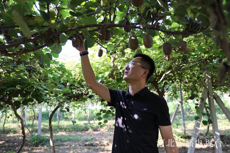 河北猕猴桃种植技术有哪些关键要点？-图1