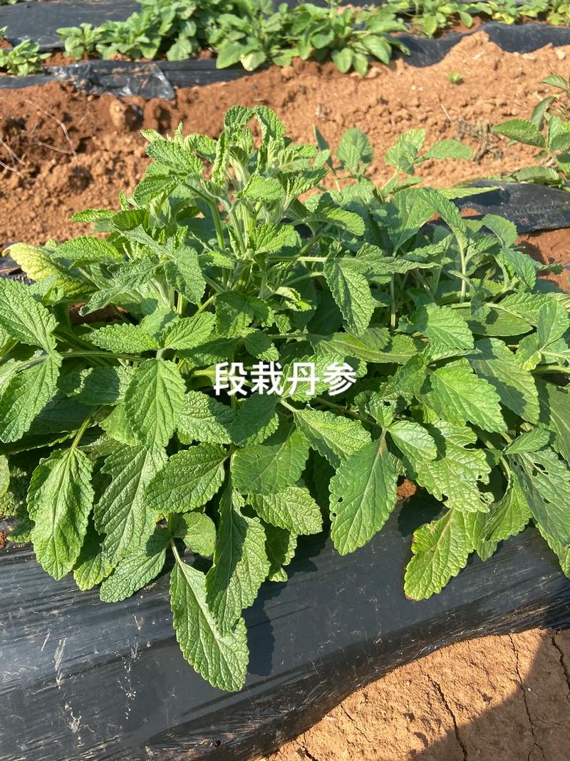 丹参种植技术管理费用多少？-图1