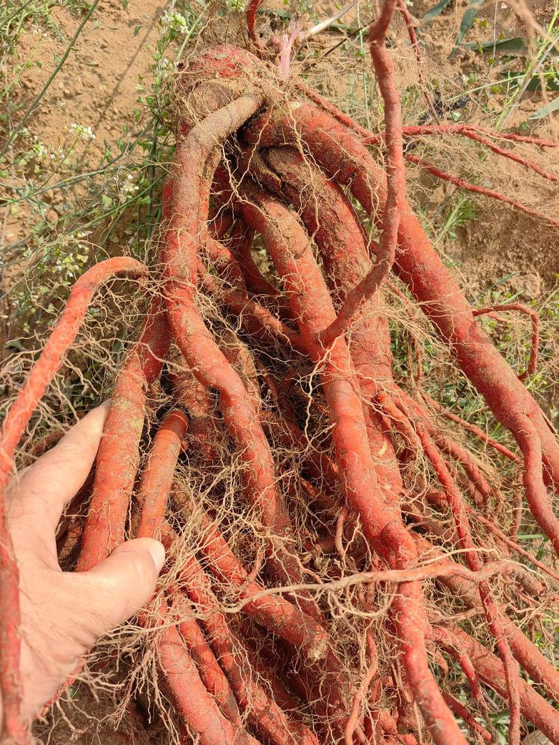 丹参种植技术管理费用多少？-图2