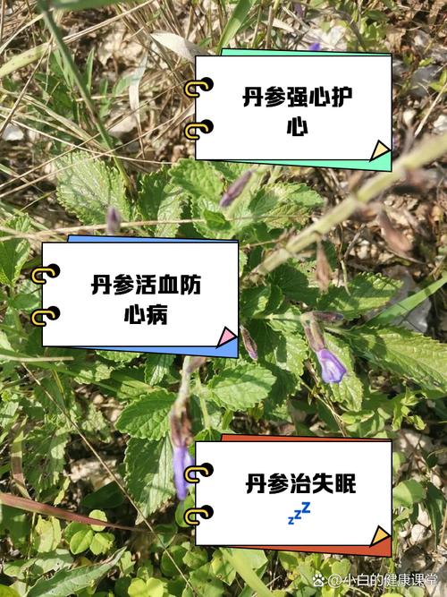 丹参种植技术管理费用多少？-图3