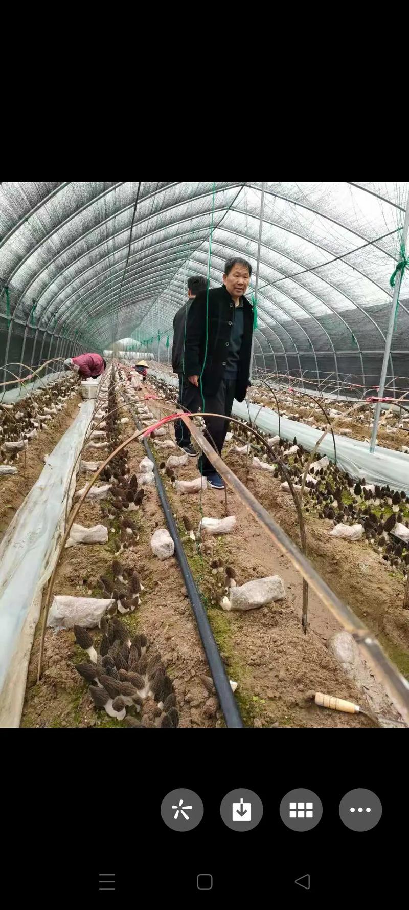 羊肚菌栽培视频，关键步骤有哪些？-图2