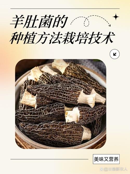 羊肚菌栽培视频，关键步骤有哪些？-图3