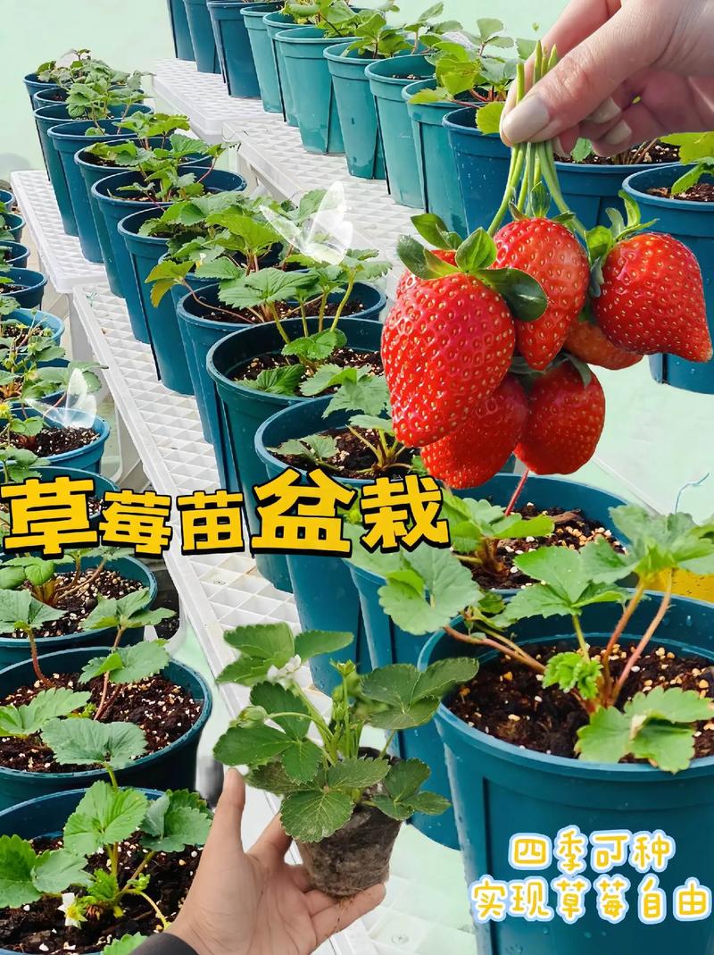 四季草莓品种种植技术有哪些要点？-图2