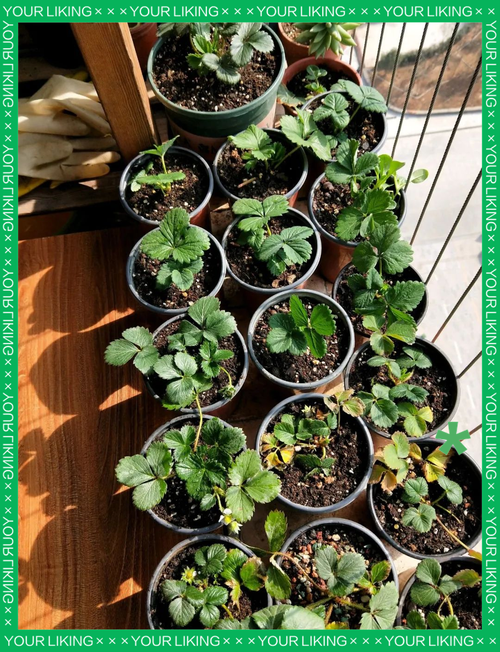 四季草莓品种种植技术有哪些要点？-图3