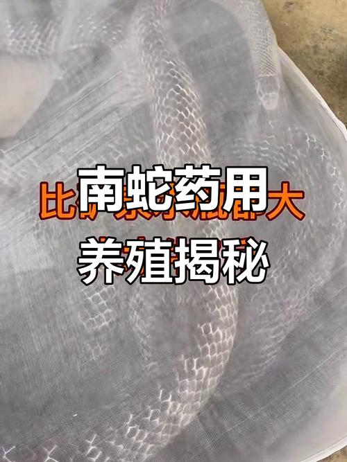 水律蛇种蛇养殖技术有哪些关键要点？-图1