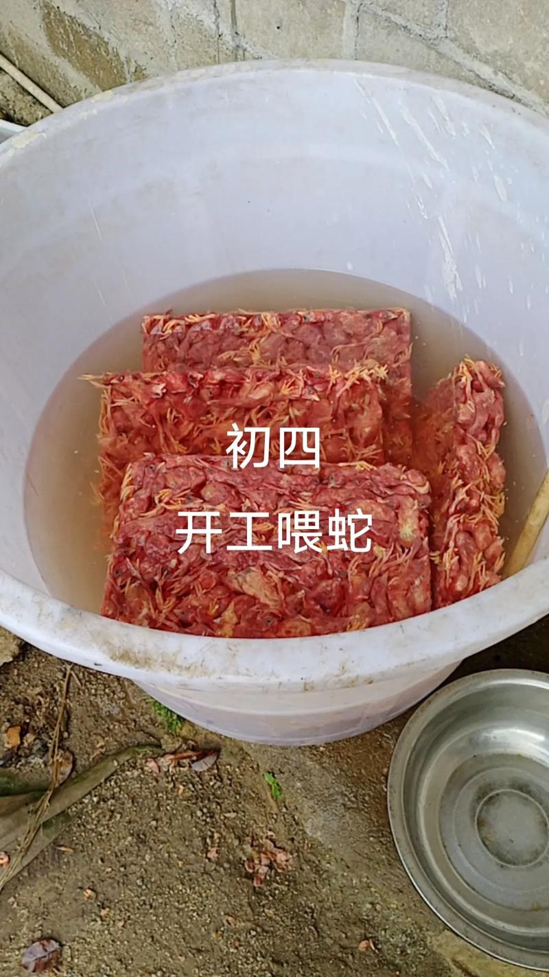 水律蛇种蛇养殖技术有哪些关键要点？-图2