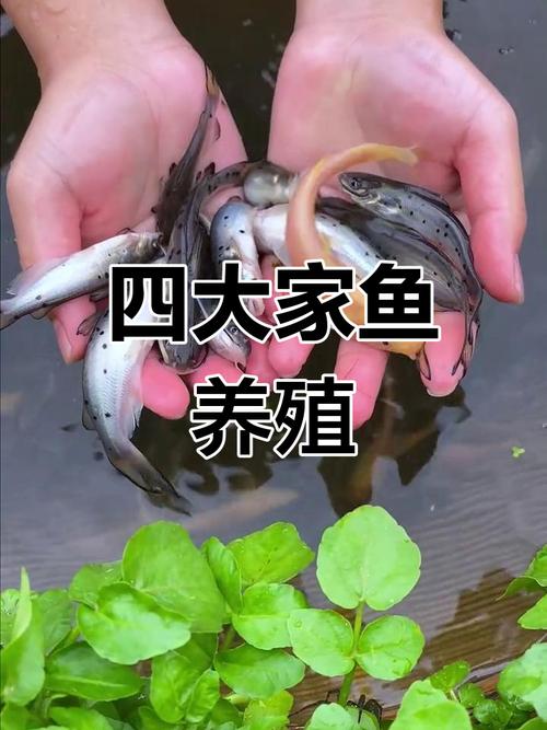 淡水鱼高密度养殖技术如何实现高效高产？-图3