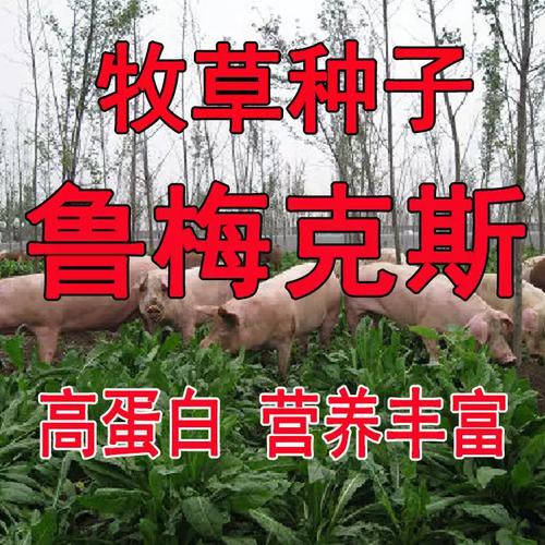 优质高产牧草品种有哪些？-图3