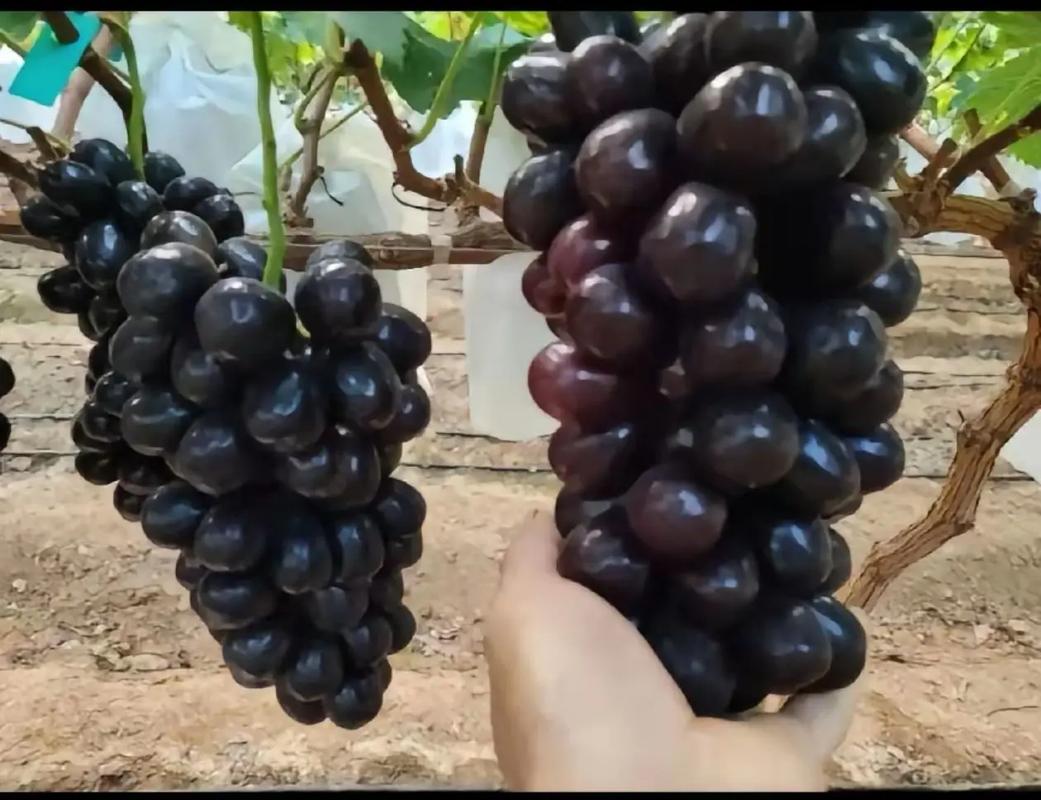 黑色长条葡萄是什么品种？-图2