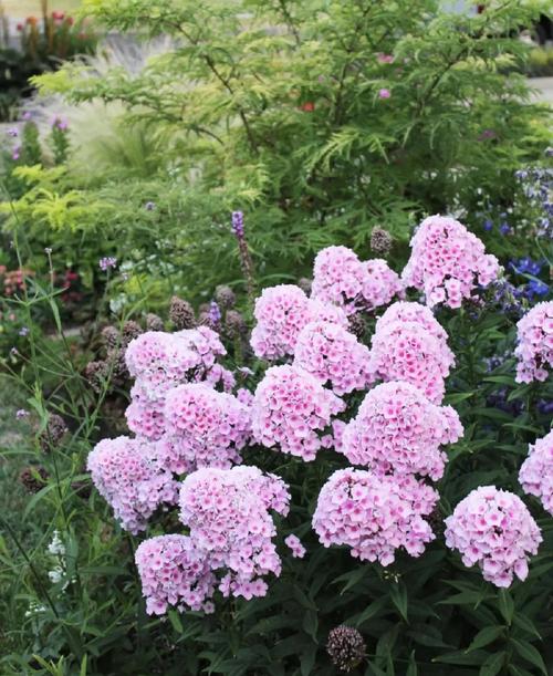 北方宿根花卉有哪些常见品种？-图1