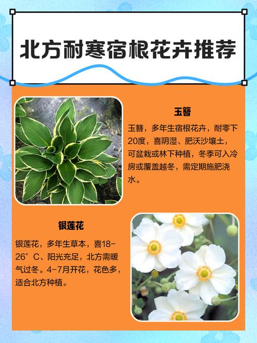 北方宿根花卉有哪些常见品种？-图2