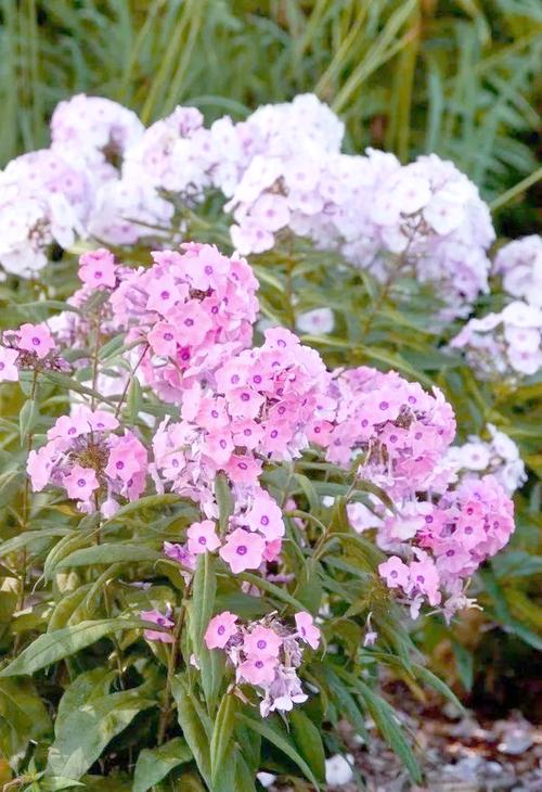 北方宿根花卉有哪些常见品种？-图3