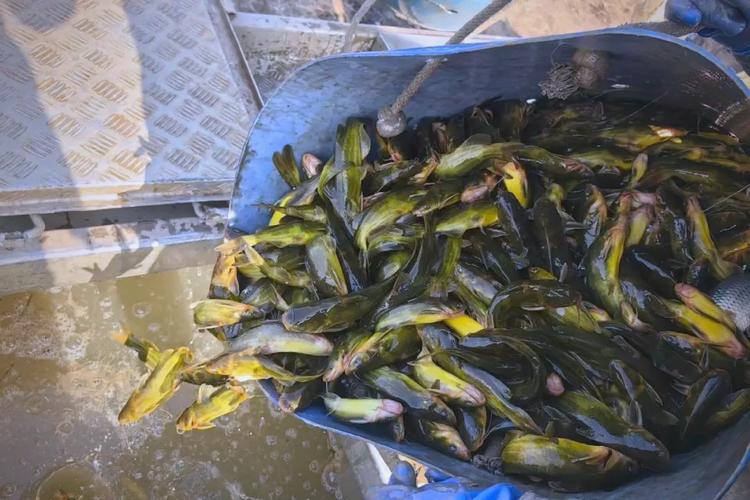 水泥池黄颡鱼养殖技术要点有哪些？-图1