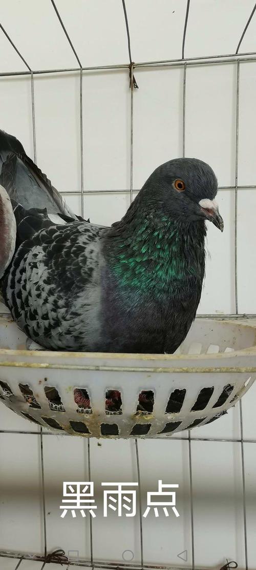 肉鸽品种中，哪个个子最大？-图1