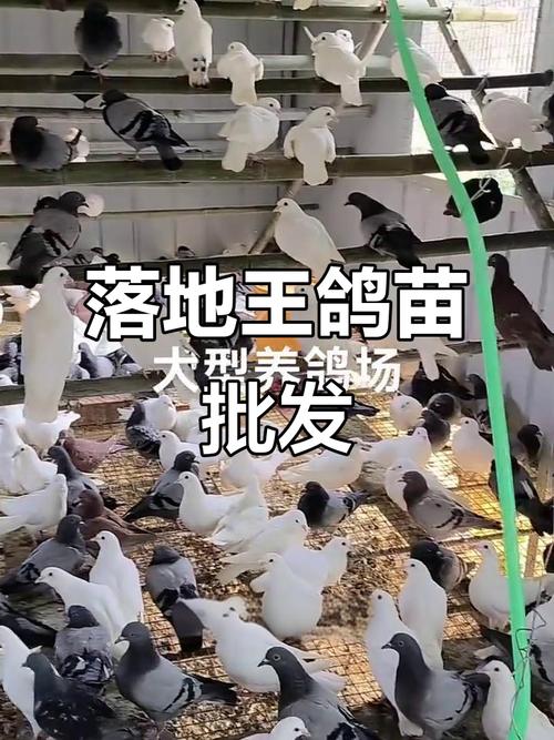 肉鸽品种中，哪个个子最大？-图2