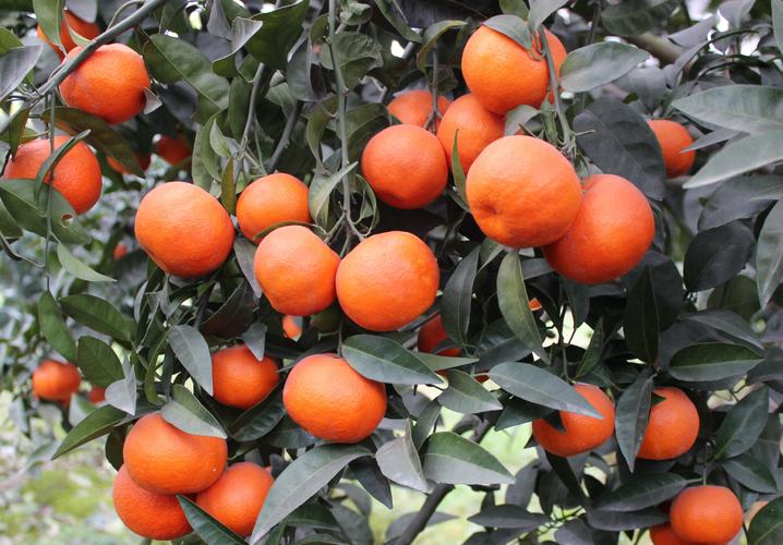 柑桔什么品种前景最好？-图2