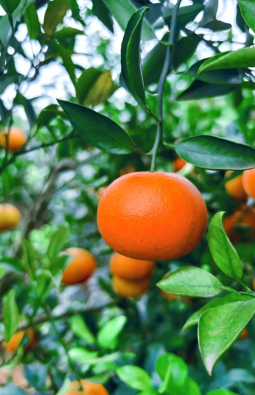 柑桔什么品种前景最好？-图1