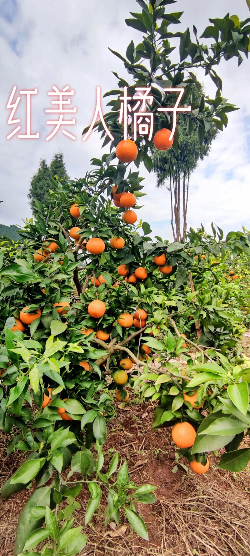 柑桔什么品种前景最好？-图3