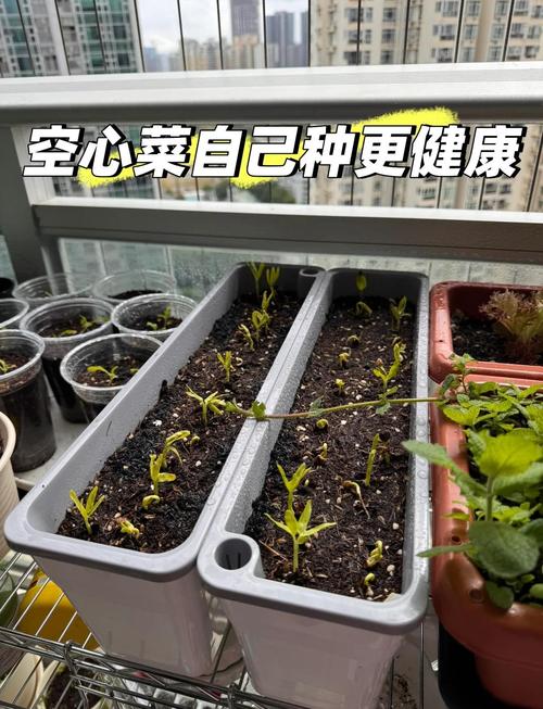 空心菜种植技术能致富？关键在哪？-图2