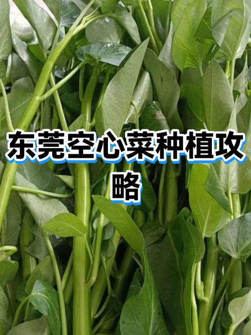 空心菜种植技术能致富？关键在哪？-图3
