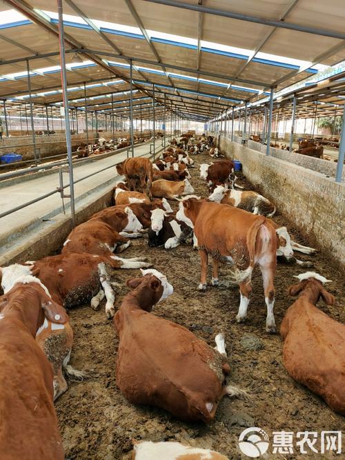 肉牛养殖品种怎么选？最优品种是哪个？-图3