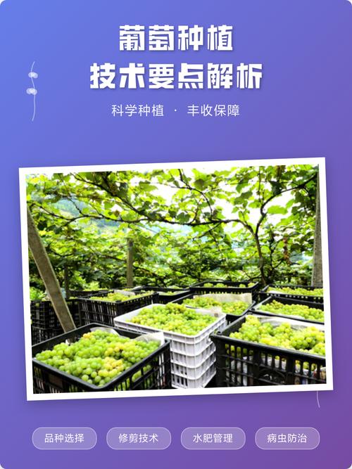 南方葡萄二季栽培技术如何实现高效种植？-图1