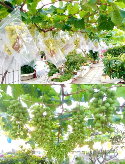 南方葡萄二季栽培技术如何实现高效种植？-图2