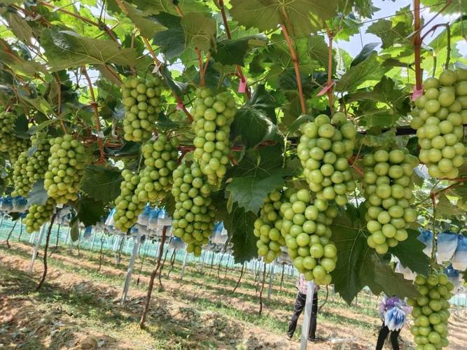 南方葡萄二季栽培技术如何实现高效种植？-图3