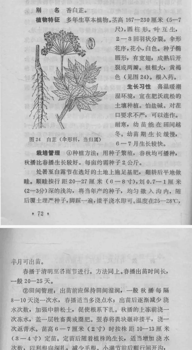 中药材种植新技术有哪些关键要点？-图1