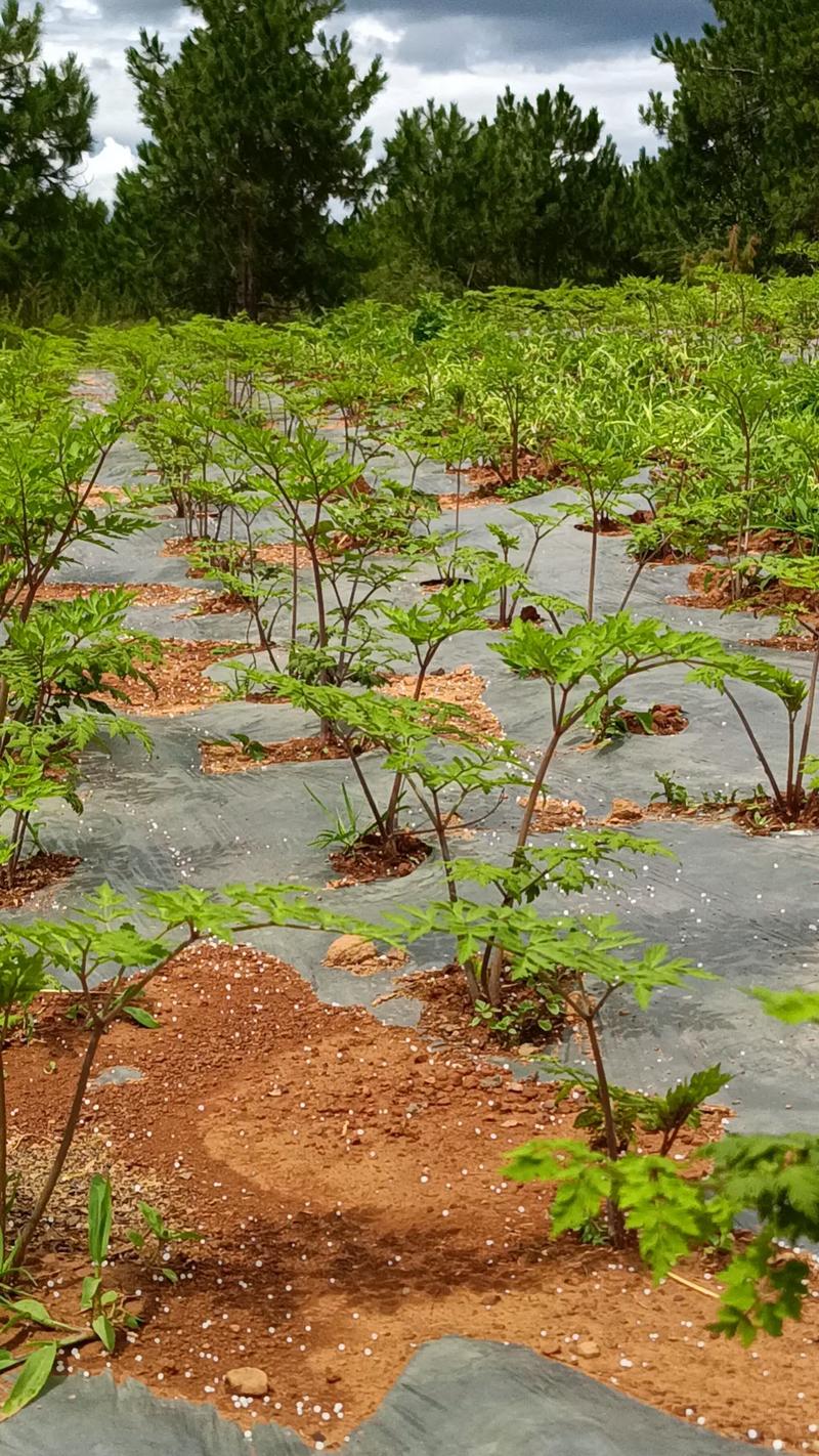 中药材种植新技术有哪些关键要点？-图2