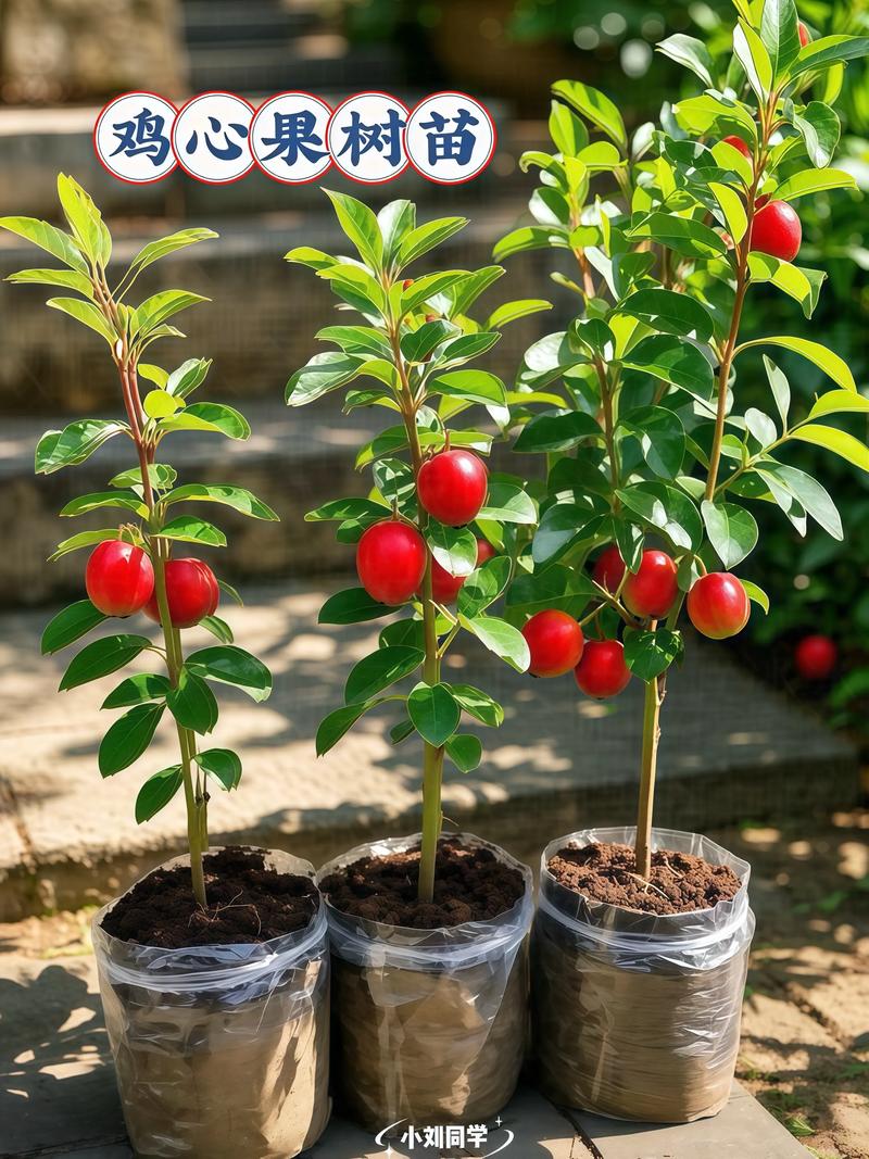 东北适合种哪些耐寒果树？-图1