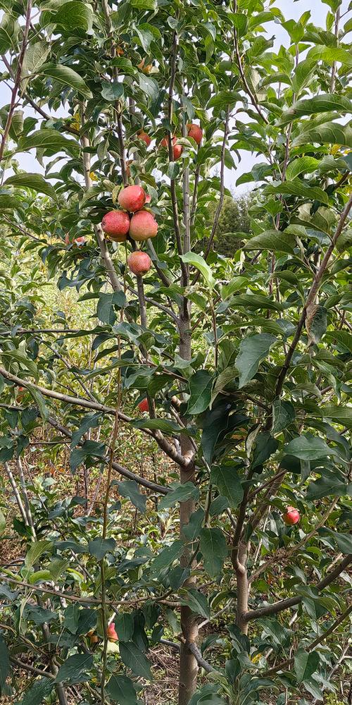 东北适合种哪些耐寒果树？-图2