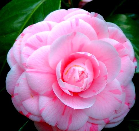 云南茶花品种图片大全，收录了多少珍稀品种？-图3